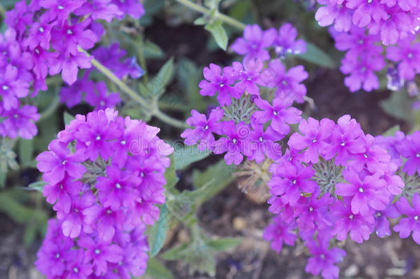 <strong>马鞭</strong>草属植物花