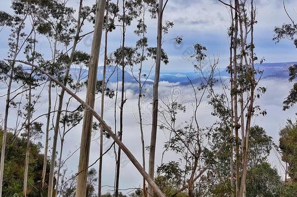 灌木,云和遥远的山峰,卡通巴,蓝山,南的