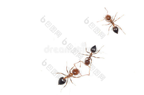 蚂蚁向一白色的w一ll.关