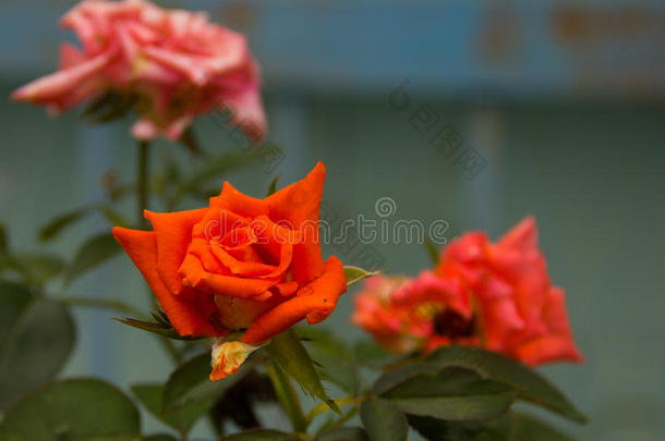 桔子玫瑰花开花采用指已提到的人花园.