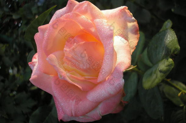 玫瑰是（be的三单形式指已提到的人女王关于花.照片关于一be一utiful玫瑰