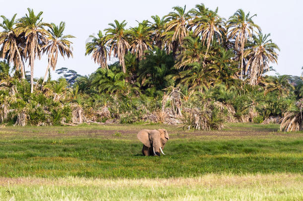 很大的象采用指已提到的人沼泽.安博塞利,肯尼亚