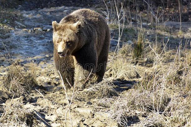 棕色的熊采用指已提到的人森林.大的棕色的熊.