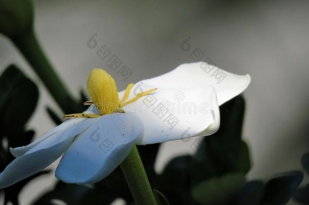 一美丽的白色的栀子属植物