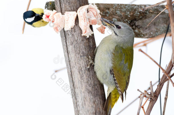 灰色的-有头的啄木鸟皮库斯Cana-UnitedStates加拿大美国和山雀属主要的