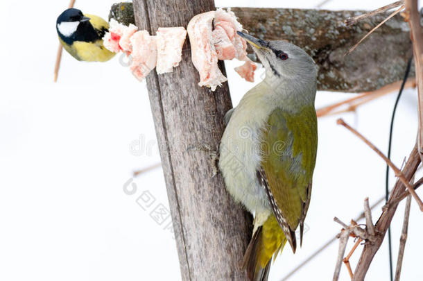 灰色的-有头的啄木鸟皮库斯Cana-UnitedStates加拿大美国和山雀属主要的