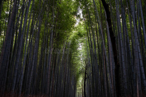 阿拉山山竹子森林