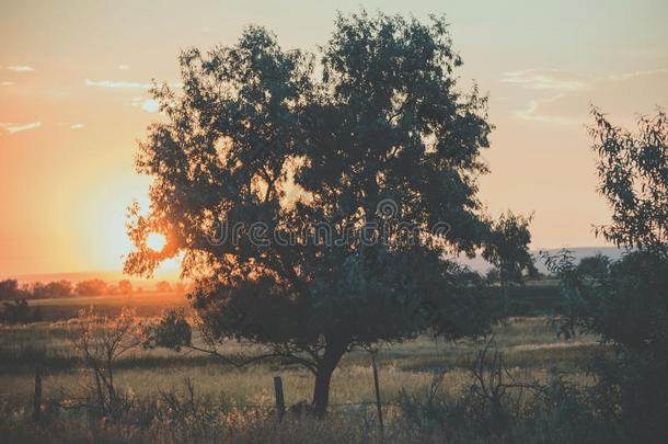 孤单的树采用乡村日落
