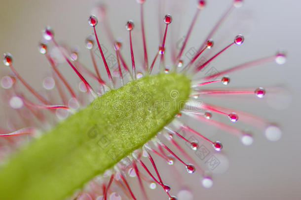 茅<strong>膏</strong>菜属植物媒介物