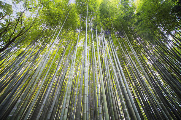 美丽的阿拉<strong>山山竹子</strong>森林采用京都,黑色亮漆