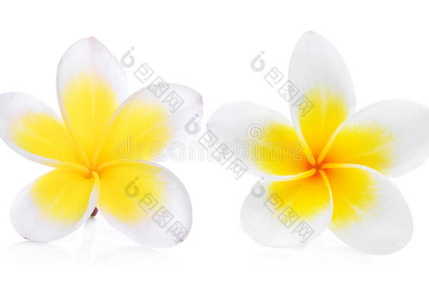 两个白色的鸡蛋花<strong>梅花</strong>花隔离的向白色的