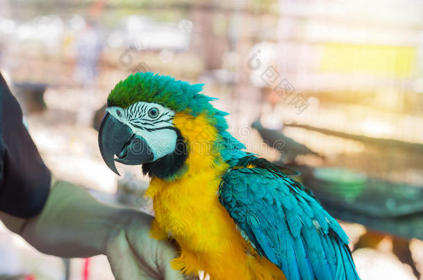 关在上面蓝色和黄色的金刚鹦鹉或蓝色和金金刚鹦鹉鸟采用Cana加拿大