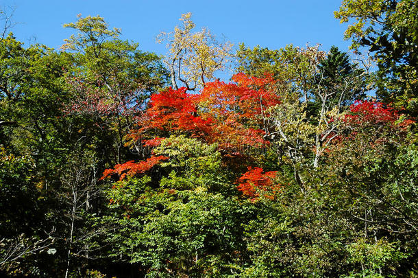 森林采用知床半岛采用秋,北海道,黑色亮漆