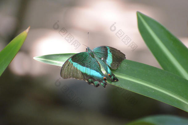 华丽的翼展关于一祖母绿燕尾状物蝴蝶