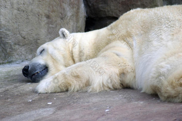 大的白色的熊睡眠