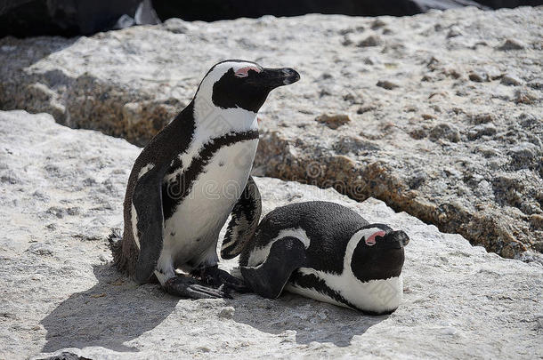 非洲的企鹅卵石海滩南非共和国立法机关所在地