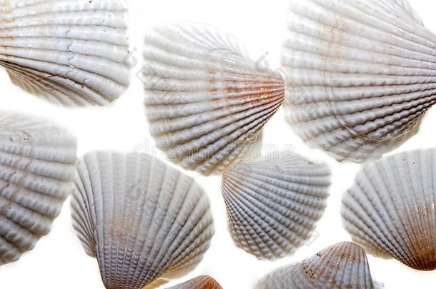 贝壳,白色的双壳类鸟蛤壳壳.关在上面反对白色的英语字母表的第2个字母
