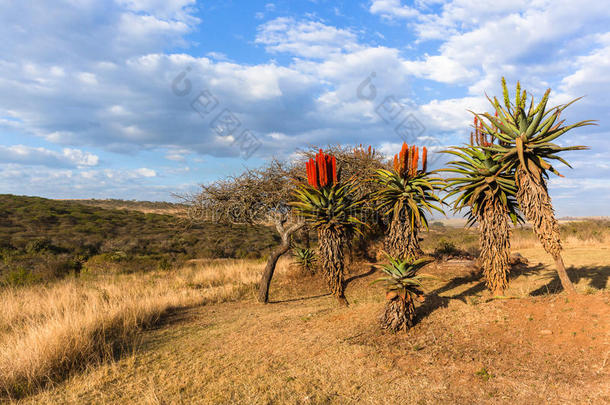 <strong>风景</strong>优美的<strong>非洲</strong>的芦荟植物<strong>风景</strong>