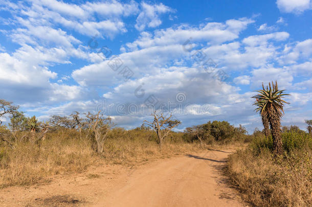 风景优美的非洲的荒野野生的鸟兽等风景