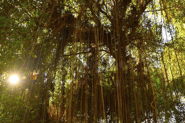 热带的森林和绞死<strong>藤本植物藤本植物</strong>采用指已提到的人sunsh采用e.