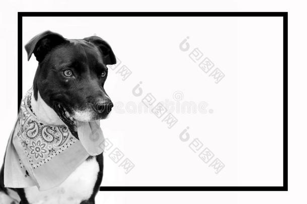 黑的和白色的宠物狗影像和黑的框架.漂亮的小狗和