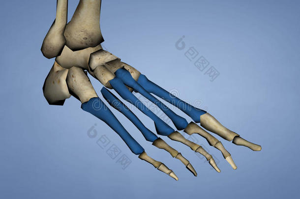 跖骨的<strong>骨骼</strong>,3英语字母表中的第四个字母模型