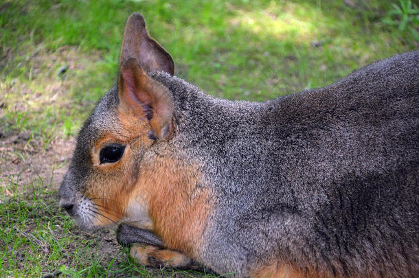 指已提到的人南美南端地方的巴塔哥尼亚野兔