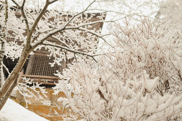 森林和圣地采用下雪在山德拉。黑色亮漆