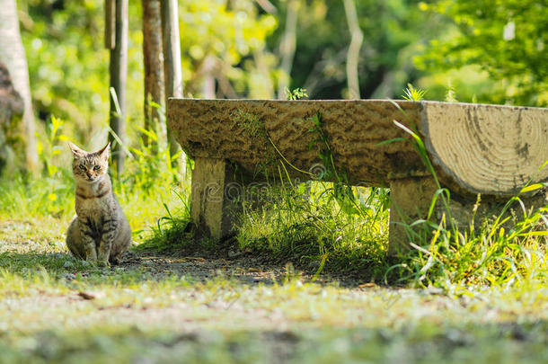 大街猫采用京都公园