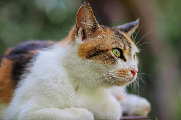 大街猫采用京都公园