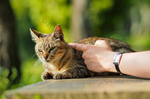 大街猫采用京都公园