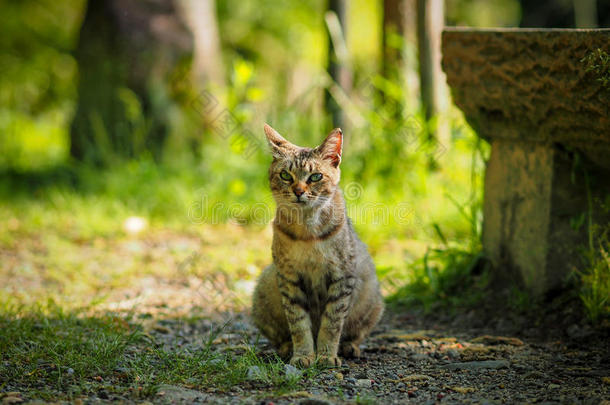 大街猫采用京都公园