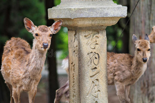 鹿采用奈良