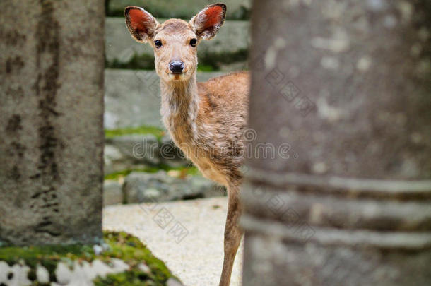 鹿采用奈良