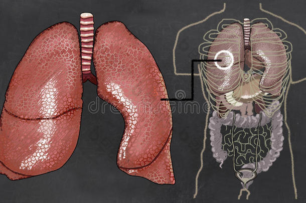 肺解剖说明和躯干