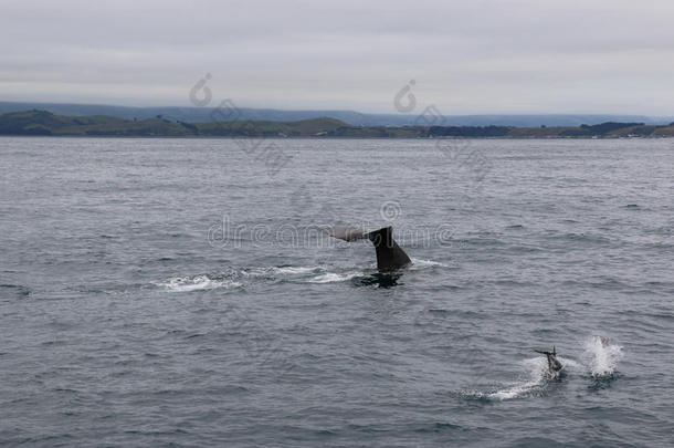 鲸和海豚同时.鲸观察采用凯库拉,新的zero-energyassembly零功率装置