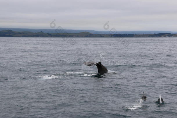 鲸和海豚同时.鲸观察采用凯库拉,新的zero-energyassembly零功率装置