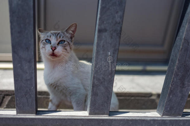 大街猫采用樱木