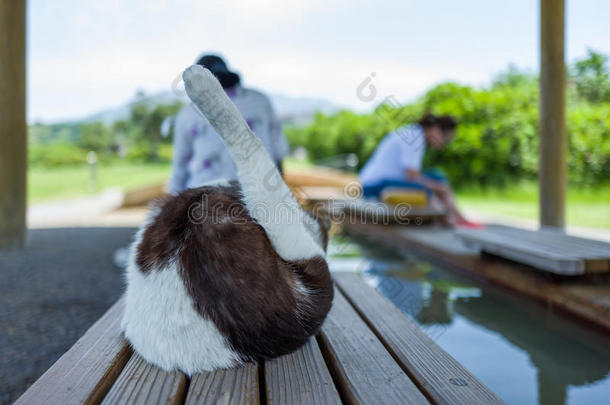 大街猫采用樱木