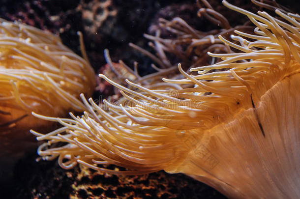 海银莲花,在<strong>水中</strong>的<strong>植物</strong>采用指已提到的人水族馆