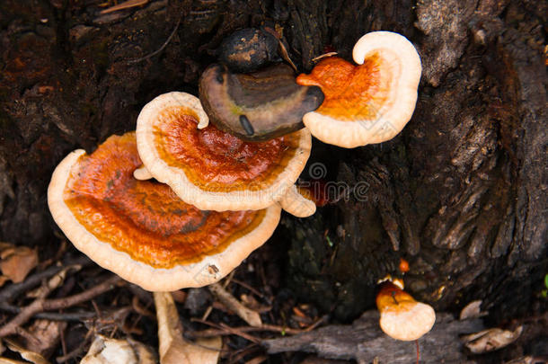 <strong>林芝</strong>蘑菇采用自然.