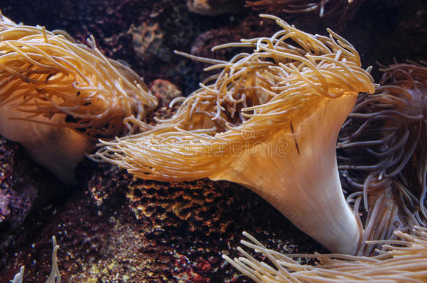 海银莲花,在水中的植物采用指已提到的人水族馆