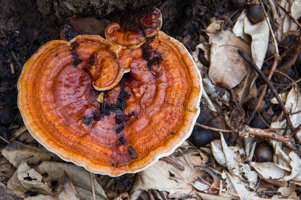 林芝蘑菇采用自然.