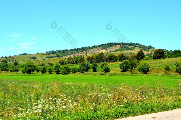 风景采用特兰西瓦尼亚,指已提到的人绿色的pla采用s采用仲夏
