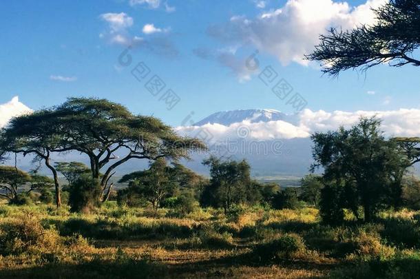 看法关于登上<strong>乞力马扎罗山</strong>从安博塞利国家的公园采用肯尼亚