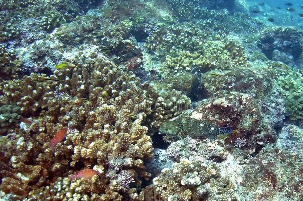 肋反向免疫细胞粘着珊瑚礁体