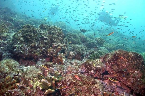 肋反向免疫细胞粘着充满生机的礁生活