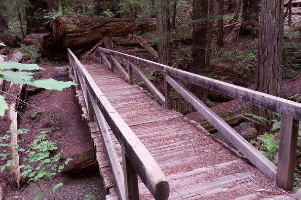 木制的桥采用指已提到的人森林