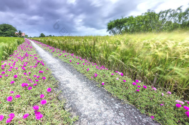 马齿苋属的植物<strong>大</strong>花<strong>蔷薇花</strong>盛开的向路边陆地