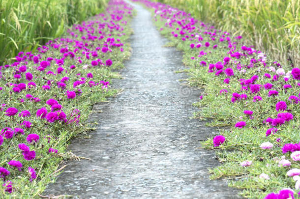 马齿苋属的植物<strong>大</strong>花<strong>蔷薇花</strong>盛开的向路边陆地